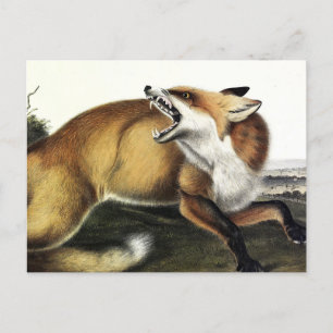 American Red Fox, Vulpes vulpes fulvus by Audubon Postcard