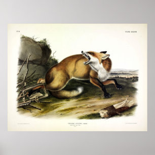American Red Fox, Vulpes vulpes fulvus by Audubon Poster