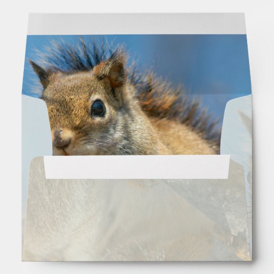 American Red Squirrel Envelope
