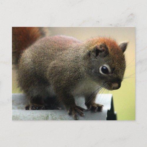 American Red Squirrel Postcard