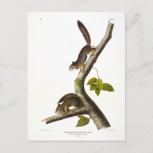 American Red Squirrel (Richardson's Columbian) Postcard
