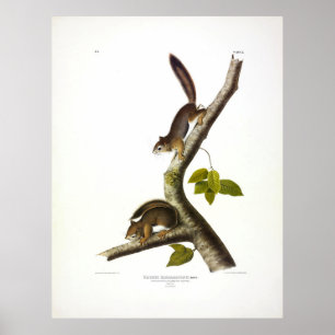 American Red Squirrel (Richardson's Columbian) Poster