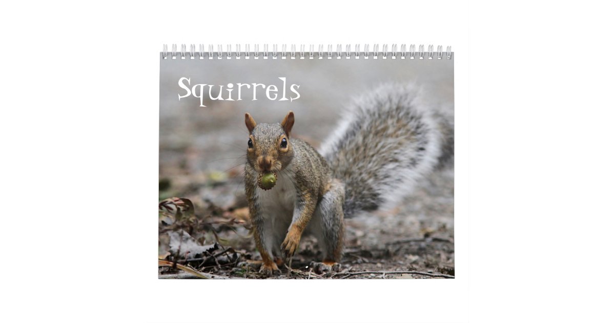 American Red Squirrels and Eastern Gray Squirrels Calendar Zazzle