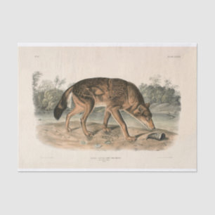 American Red Texan Wolf (Canis lupus) Decoupage Tissue Paper