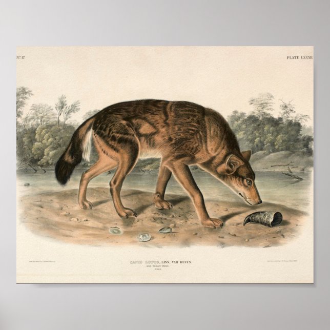 American Red Texan Wolf (Canis lupus) Woodland Poster (Front)