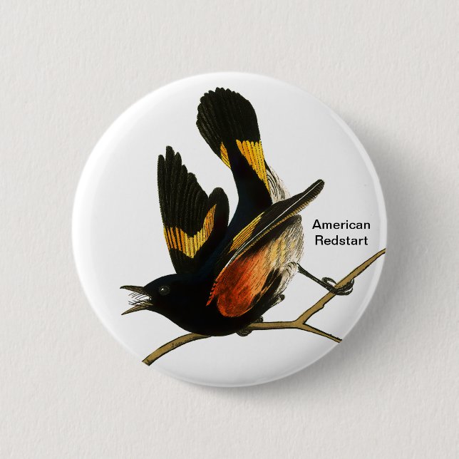 American Redstart by John James Audubon, Birder Button (Front)