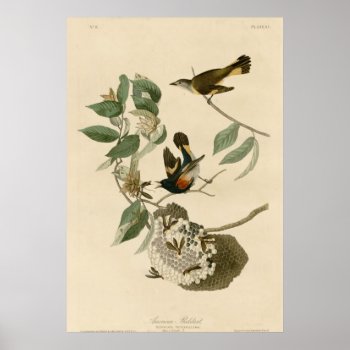 American Redstart Poster by birdpictures at Zazzle