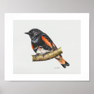American Redstart Warbler Art Print