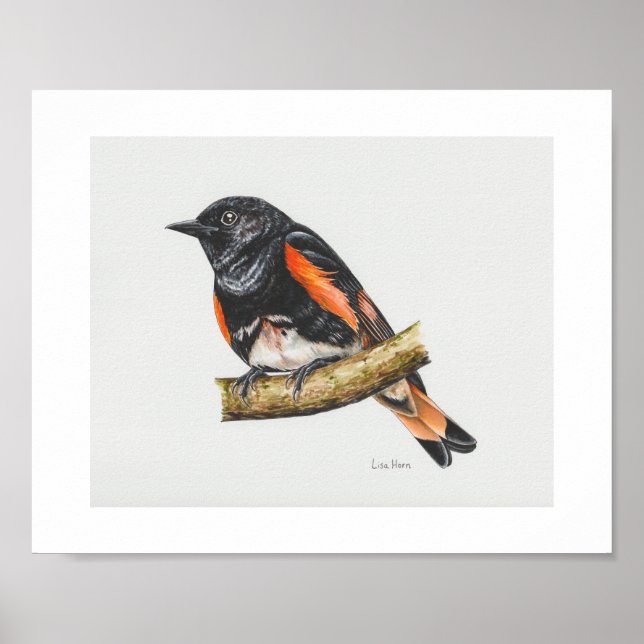American Redstart Warbler Art Print (Front)