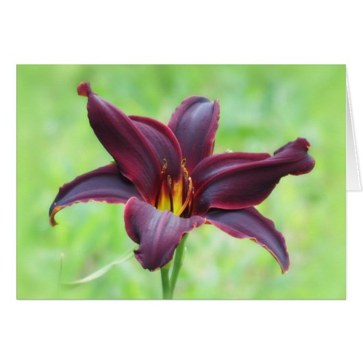 American Revolution Daylily Cards (Front Horizontal)