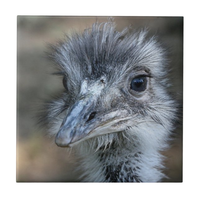 American Rhea Portrait Tile (Front)