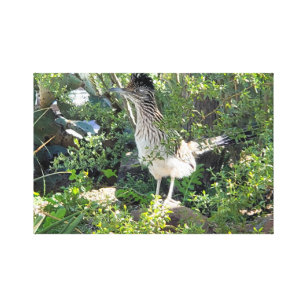 American Roadrunner in the Arizona Desert Canvas Print