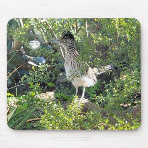 American Roadrunner in the Arizona Desert Mouse Pad