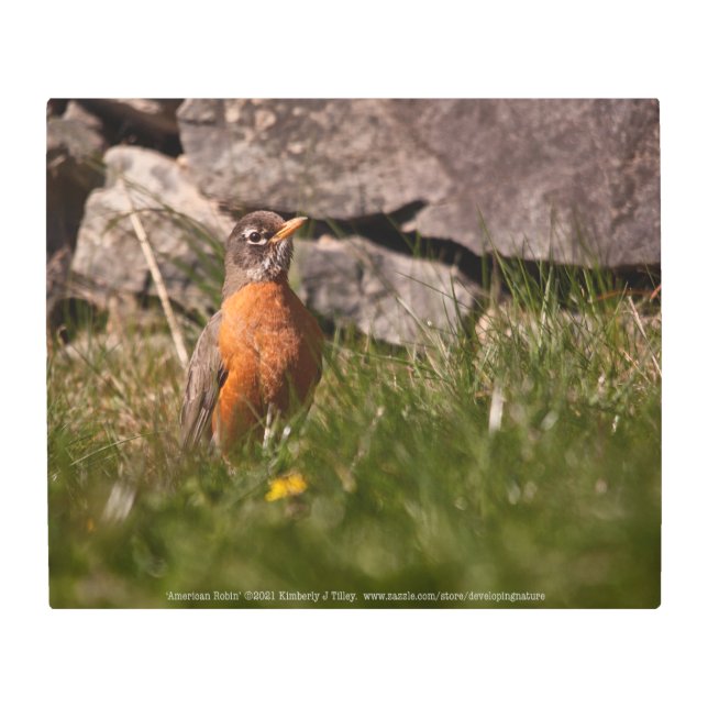 American Robi Metal Print (Front)
