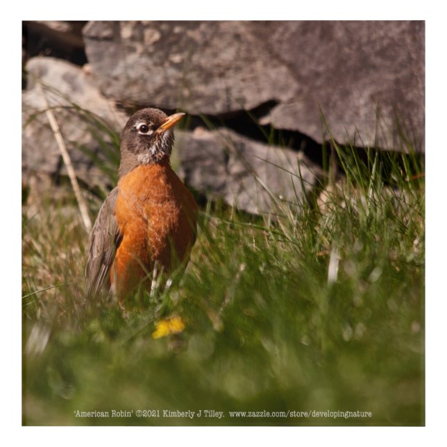 American Robin Acrylic Print (Front)