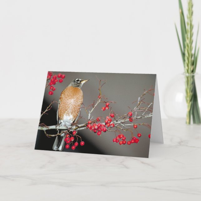 American Robin and Red Berries Card (Front)