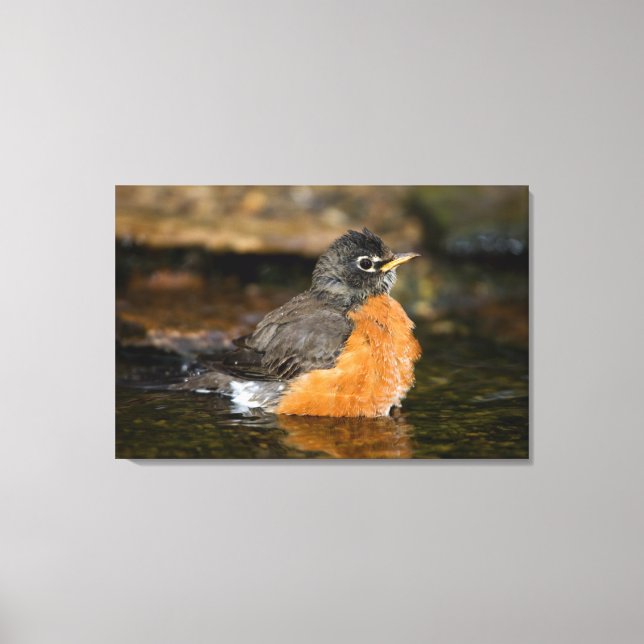 American Robin bathing 2 Canvas Print (Front)