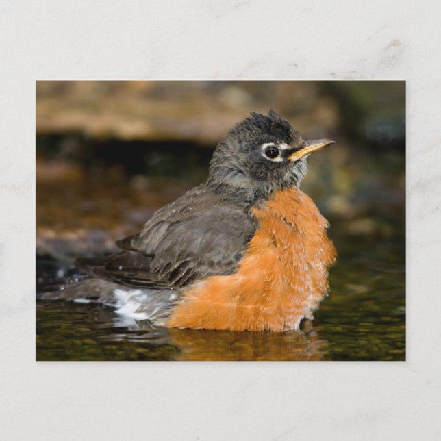American Robin bathing 2 Postcard (Front)