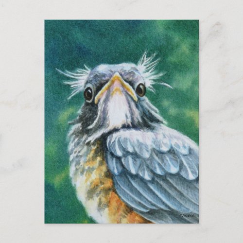 American Robin Bird Fledgling Watercolor Art Postcard