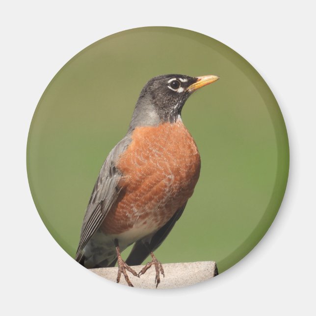 American Robin bird Magnet (Front)