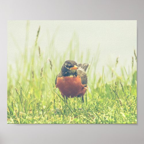 American Robin Bird Nature Poster
