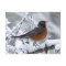 American Robin Bird Postcard