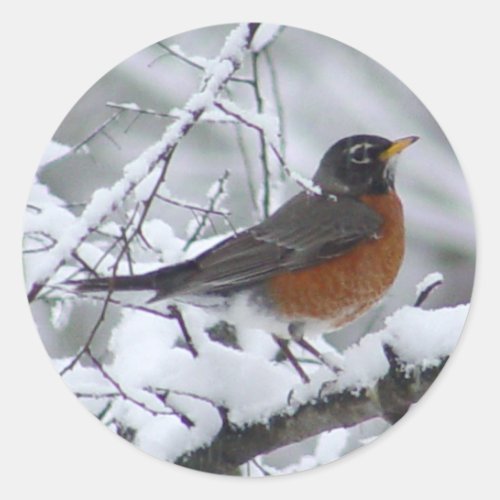 American Robin Bird Stickers
