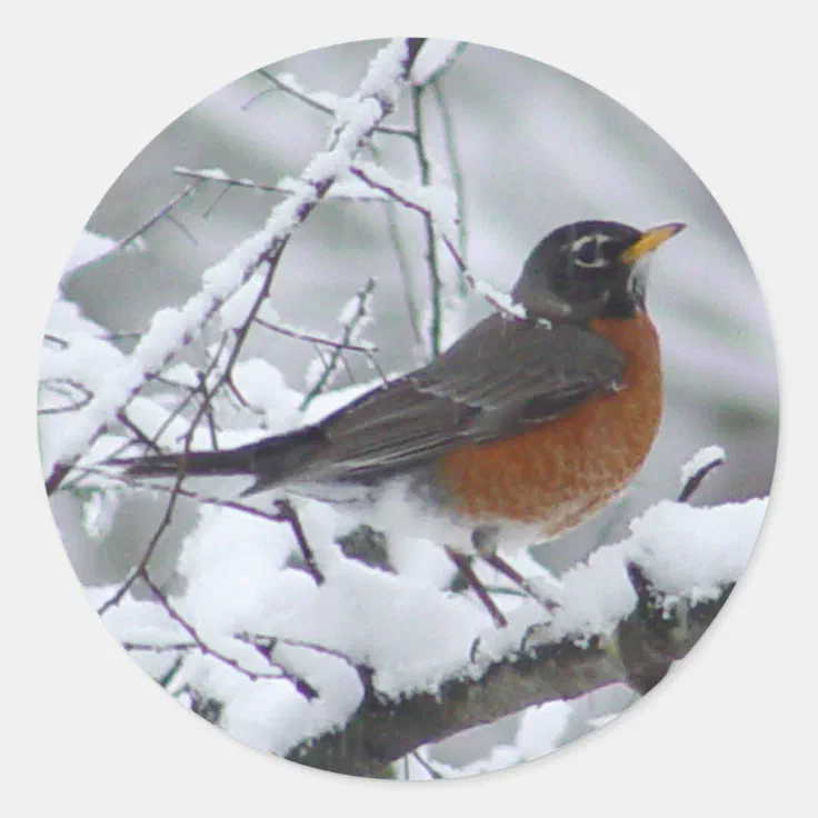 American Robin Bird Stickers | Zazzle