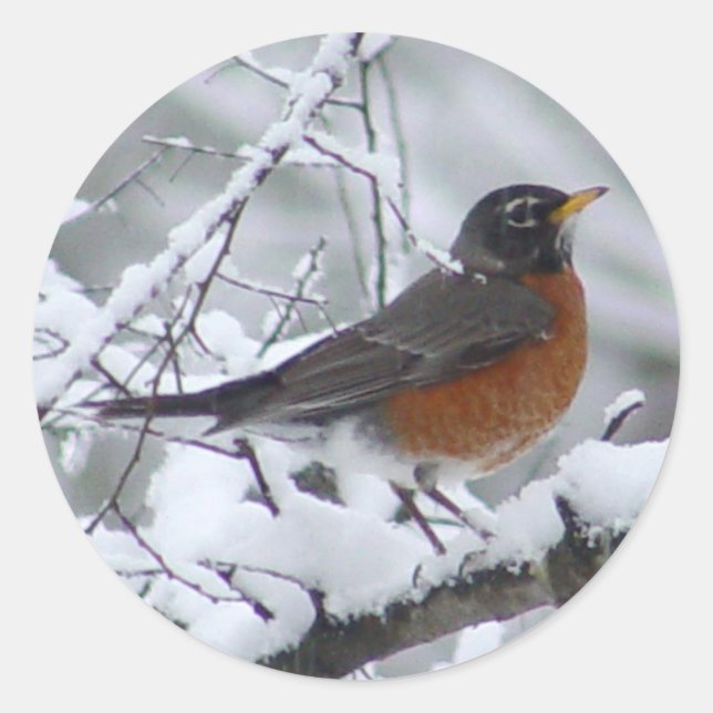 American Robin Bird Stickers (Front)