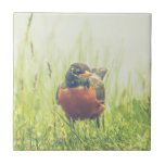 American Robin Bird Tile<br><div class="desc">Pretty red-breasted American Robin photography image. Image copyright Melissa Reese Peterson,  all rights reserved. Thank you,  enjoy!</div>
