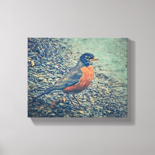 American Robin Bird Wrapped Canvas