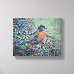 American Robin Bird Wrapped Canvas Print