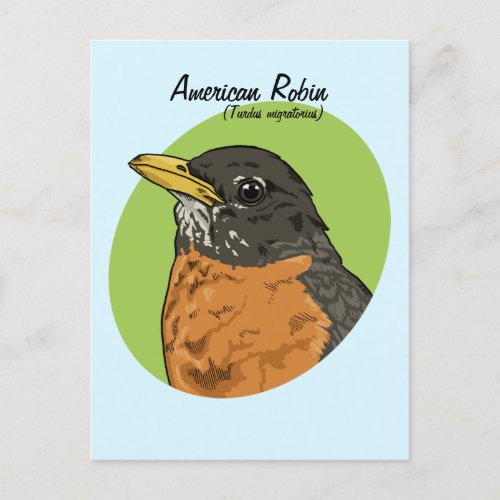 American Robin Birds of the United States Postcard