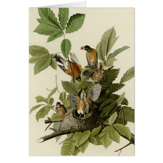 American Robin Cards (Front)
