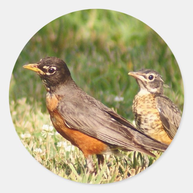 American Robin Classic Round Sticker (Front)