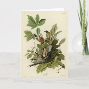 American Robin from Audubon's Birds of America Card
