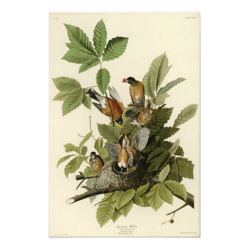 American Robin from Audubons Birds of America Photo Print