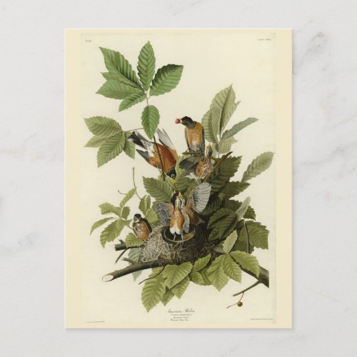 American Robin from Audubons Birds of America Postcard