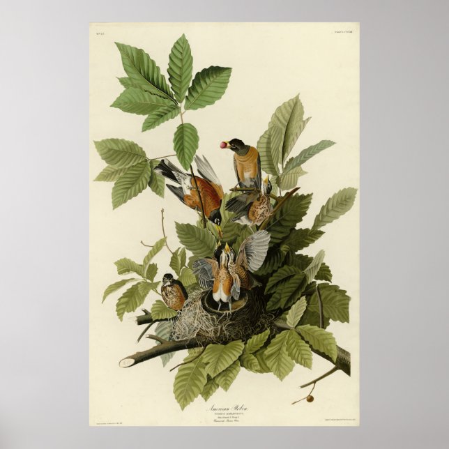 American Robin from Audubon's Birds of America Poster (Front)