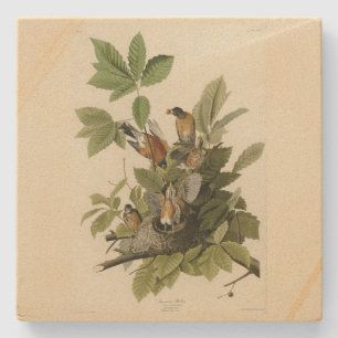 American Robin from Audubon's Birds of America Stone Coaster