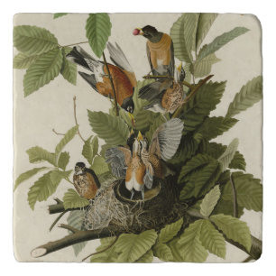 American Robin from Audubon's Birds of America Trivet