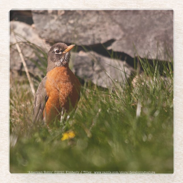 American Robin Glass Coaster (Front)