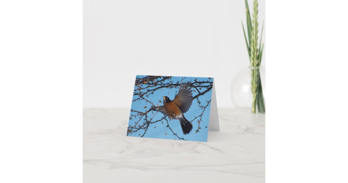 American Robin in Flight Card | Zazzle