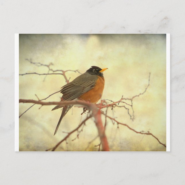 American Robin in The Springtime Postcard (Front)