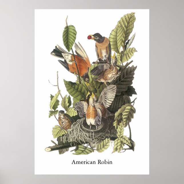 American Robin, John Audubon Print (Front)
