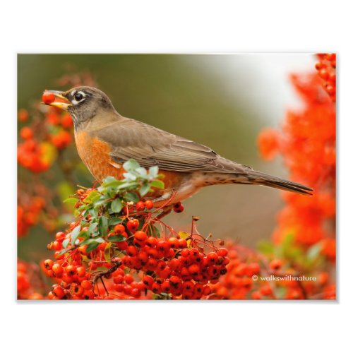 American Robin Loves Pyracantha Berries Photo Print