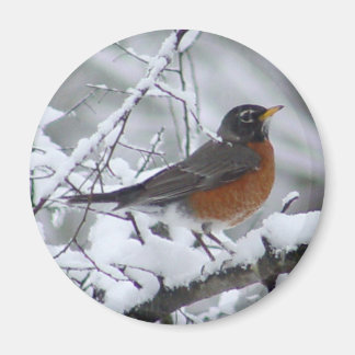 American Robin Magnet