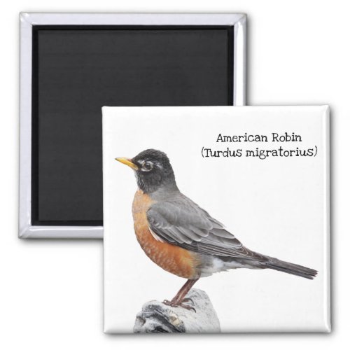 American Robin Magnet