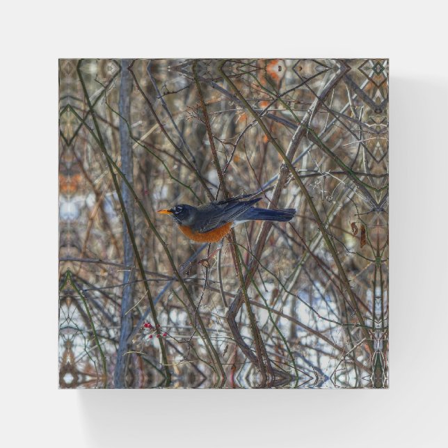 American Robin Paperweight (Front)