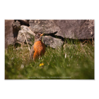 American Robin Photo Print